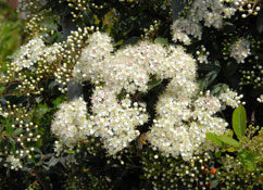 org:/gardening tips/Snoeiadvies/Individuele_pagina/Vuurdoorn.jpg